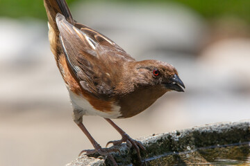 Closeup of Female Eastern Towhee Bird