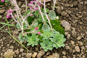 Saxifraga Stribrnyi plant in Saint Gallen in Switzerland 21.3.2025