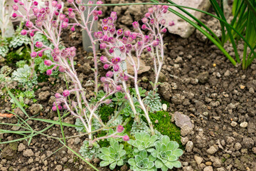 Obraz premium Saxifraga Stribrnyi plant in Saint Gallen in Switzerland 21.3.2025