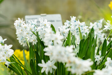 Lebanon squill or Puschkinia Scilloides plant in Saint Gallen in Switzerland 21.3.2025