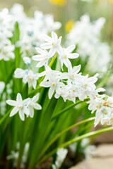 Lebanon squill or Puschkinia Scilloides plant in Saint Gallen in Switzerland 21.3.2025