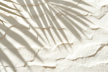 Light and shadow play on textured white surface with a palm leaf cast