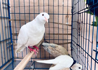 The dove perches in the cage and its voice is melodious