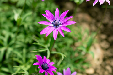 Fototapeta premium Broad leaved anemone or Anemone Hortensis plant in Saint Gallen in Switzerland 21.3.2025
