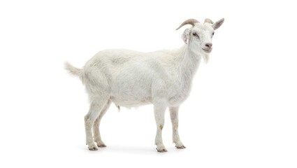 Obraz premium Goat standing isolated on white