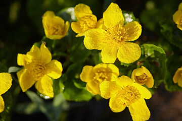 Yellow flowers, Caltha bloom on the river bank in spring. Close up macro
