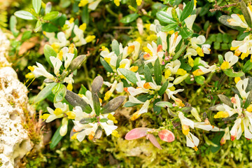 Shrubby milkwort or Polygala Chamaebuxus plant in Saint Gallen in Switzerland 21.3.2025