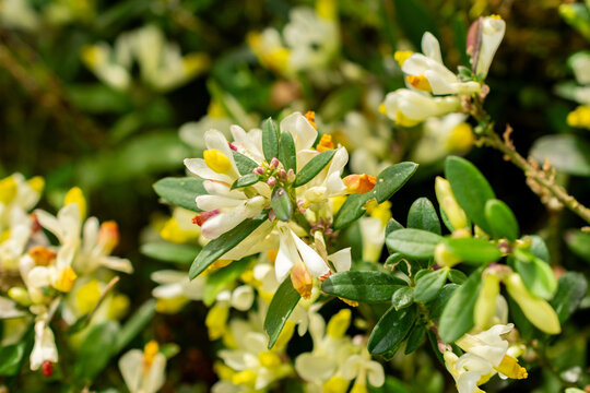 Shrubby milkwort or Polygala Chamaebuxus plant in Saint Gallen in Switzerland 21.3.2025