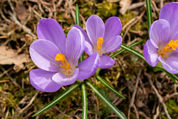 Crocus flowers in Saint Gallen in Switzerland 21.3.2025