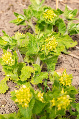 Scrophularia Vernalis plant in Saint Gallen in Switzerland 21.3.2025