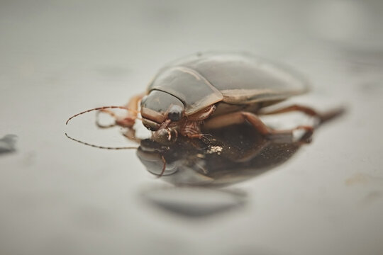 Diving beetle Dytiscus marginalis, insect close-up