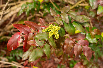 Creeping grape holly or Berberis Repens plant in Saint Gallen in Switzerland 21.3.2025