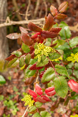Creeping grape holly or Berberis Repens plant in Saint Gallen in Switzerland 21.3.2025