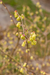Buttercup witch hazel or Corylopsis Pauciflora plant in Saint Gallen in Switzerland 21.3.2025