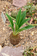 Cycad spurge or Euphorbia Bupleurifolia plant in Saint Gallen in Switzerland 21.3.2025