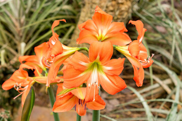 Hippeastrum Blossfeldias plant in Saint Gallen in Switzerland 21.3.2025