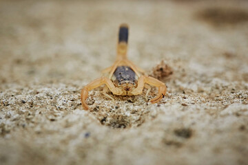 Scorpion with camouflage color on the ground, dangerous animals