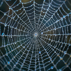 Obraz premium Morning Dew on a Spiderweb (Diamond-String Effect)