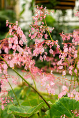 Begonia Manicata plant in Saint Gallen in Switzerland 21.3.2025