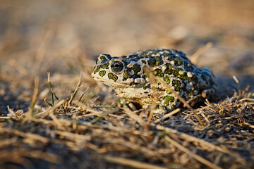 Spotted green frog against dry grass, close-up