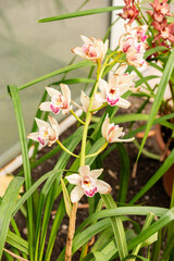 Cymbidium flowers in Saint Gallen in Switzerland 21.3.2025
