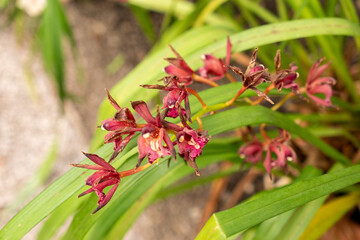 Cymbidium flowers in Saint Gallen in Switzerland 21.3.2025