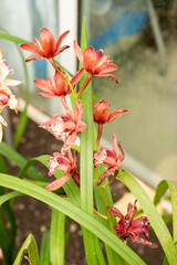Cymbidium flowers in Saint Gallen in Switzerland 21.3.2025