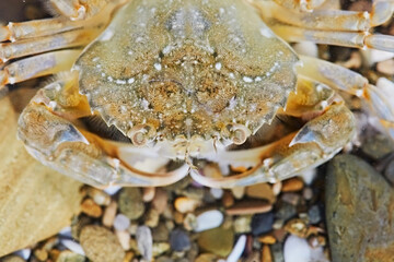 A crab crawls along the seabed in water