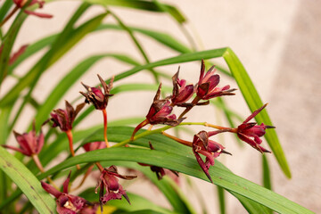 Cymbidium flowers in Saint Gallen in Switzerland 21.3.2025
