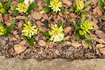 Hyacinthus Orientalis plant in Saint Gallen in Switzerland 21.3.2025