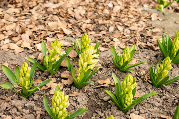 Hyacinthus Orientalis plant in Saint Gallen in Switzerland 21.3.2025