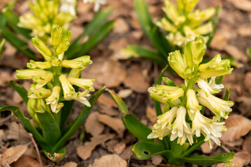 Obraz premium Hyacinthus Orientalis plant in Saint Gallen in Switzerland 21.3.2025