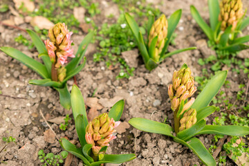 Hyacinthus Orientalis plant in Saint Gallen in Switzerland 21.3.2025
