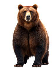 Fototapeta premium Big brown bear isolated on transparent background for wildlife illustration and forest animal design