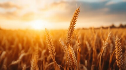 A vast field of golden wheat sways gently under the warm glow of the sunset, symbolizing abundance and the rewards of hard work in agriculture and rural living.