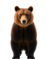 Fototapeta premium Large brown bear standing isolated on transparent background for wild animal clipart and zoo posters