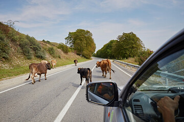 A herd of cows walking along an asphalt road, view from a car window