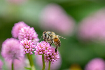 A honeybee on tiny pink flowers in the garden