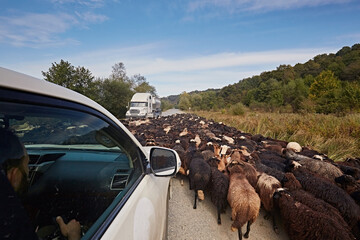 Fototapeta premium Sheep are walking along the road, blocking the passage of cars