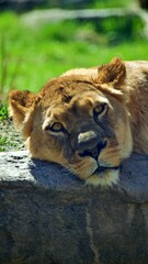 Obraz premium Lioness resting on the rock