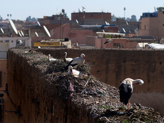 Storks nesting in Marrakech