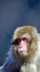 Obraz premium Japanese Macaque looking away