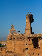 Storks in Marrakech