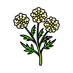 yarrow flower icon, yarrow flower vector illustration-simple illustration of yarrow flower, perfect for yarrow flower logos and icons