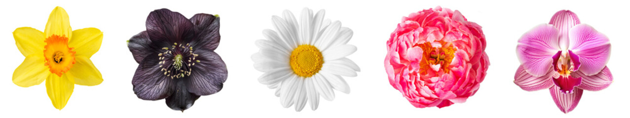 PNG Colorful diverse flower collection, element set on transparent background