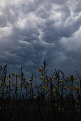 Wild Yellow Flowers Below Stormy Mammatus Clouds in Moody Field