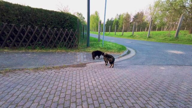Zwei Kater miauen sich kurz vor einem Kampf an