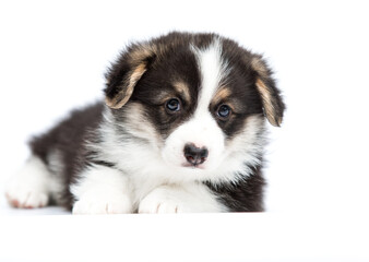cute puppy pet corgi on white background