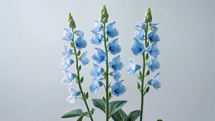 Three delphinium flower stems with delicate blue petals isolated on soft grey