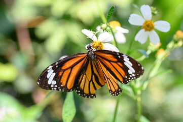 Butterflies seek nectar from flowers in the natural field. Butterfly. Striped tiger, Common Tiger.